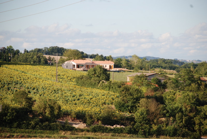 Lonley Oak from a distance